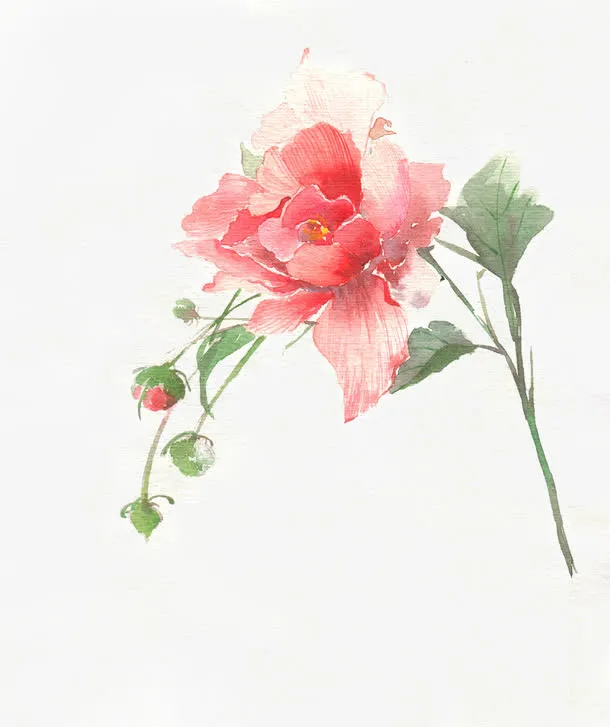 古风唯美水彩插画玫瑰花免抠