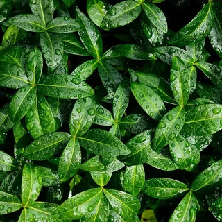 绿叶纹理背景高清