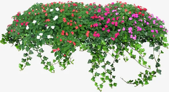 小花丛免抠 小花丛免抠