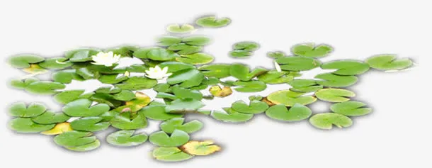荷花池绿色荷叶毛笔字免抠
