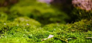 草地土坡海报背景