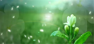 梦幻阳光花朵背景高清