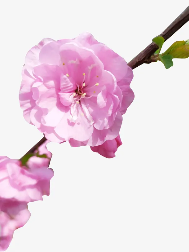 桃花   春天 元素  桃花开 花朵免抠