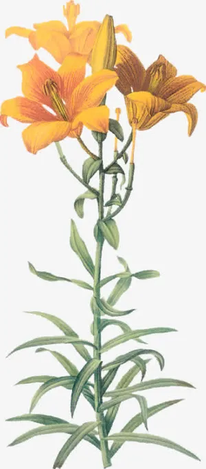 橙色百合花剪贴画免抠