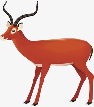 藏羚羊插画免抠