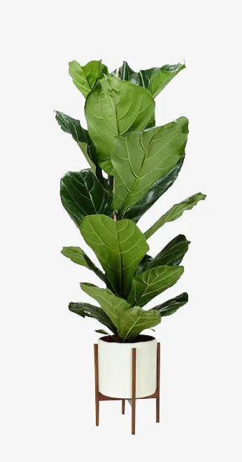 绿色植物和金属花盆免抠