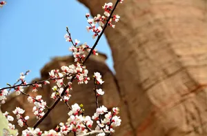 墙角数枝杏  阳光下独自开免抠