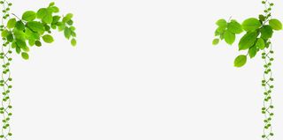 春天阳光下的绿叶藤蔓装饰免抠