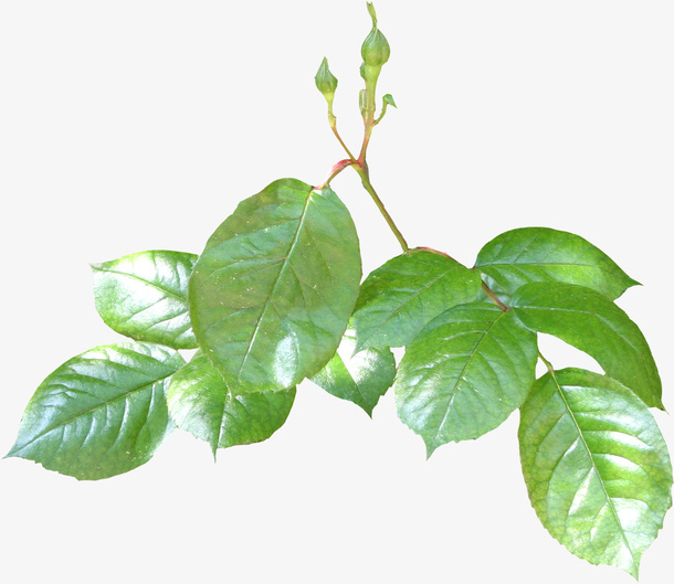 绿色枝叶免抠