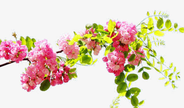 一支槐花免抠