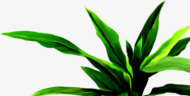 手绘热带雨林植物免抠
