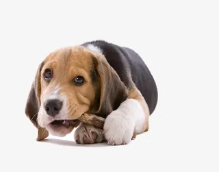 可爱的汪星人素材图片免抠