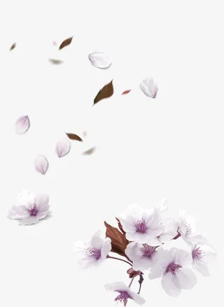 白色清新花瓣漂浮素材免抠