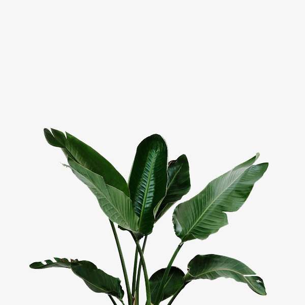 手绘叶子插画免抠