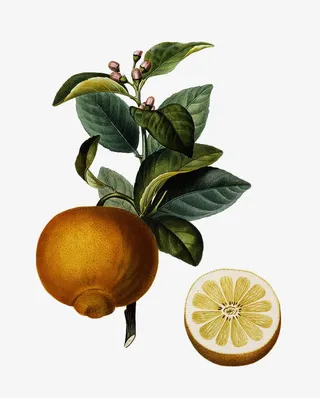 手绘橘树图片免抠