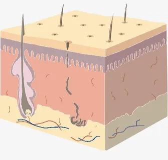面部细胞组织图免抠