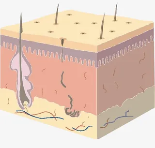 面部细胞组织图免抠