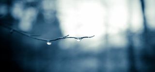 青灰色树枝水滴背景高清