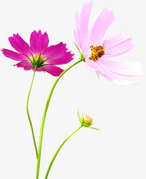 春天粉红色园林花朵免抠