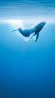 大海壁纸水下摄影免抠 大海壁纸水下摄影免抠