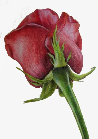 水彩红玫瑰免抠