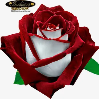 装饰图片花草免抠