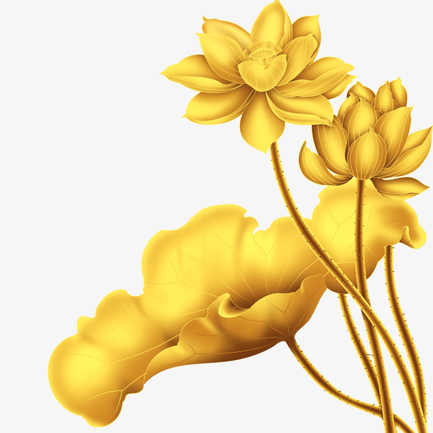 荷花免抠