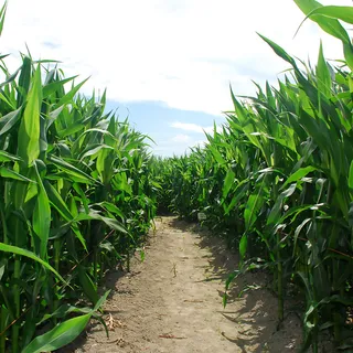 蓝天玉米地背景高清