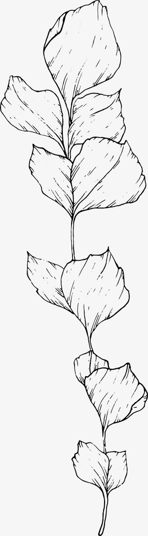 手绘叶子线稿免抠