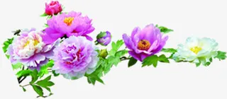 花朵摄影绿叶效果免抠