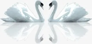 白色天鹅摄影角度免抠