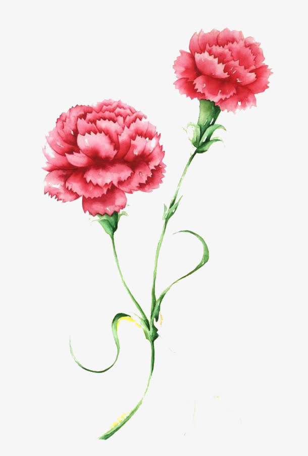 简单康乃馨图片素材免抠