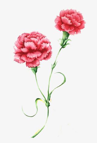 简单康乃馨图片素材免抠