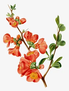 树枝上的小红花效果图免抠