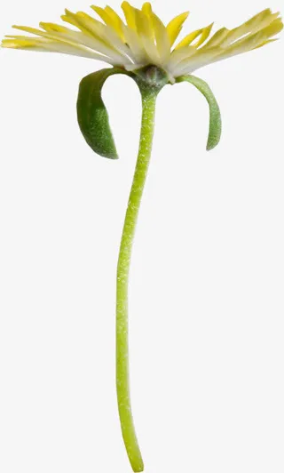 一朵黄色菊花免抠