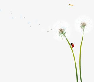 卡通清新春天蒲公英免抠