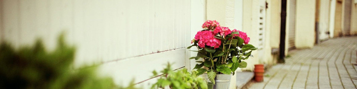 花背景高清