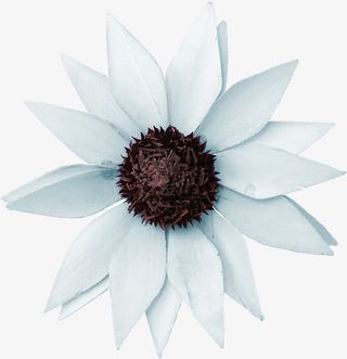 唯美花卉图片鲜花图片免抠