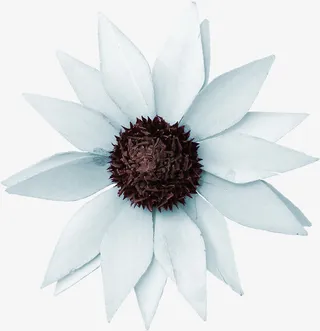 唯美花卉图片鲜花图片免抠