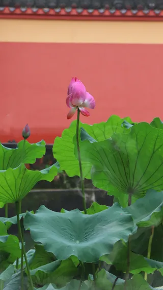 夏天的荷花五高清