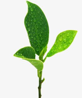 沾着露水的茶叶免抠