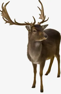 麋鹿动物鹿装饰免抠