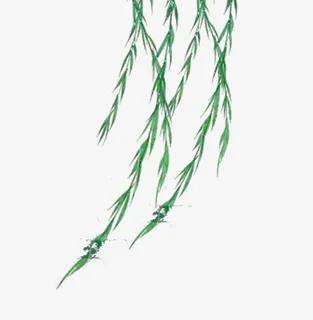 春天植物柳条素材免抠