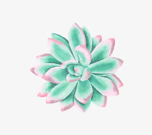 小清新插画广告设计卡通多肉盆栽免抠
