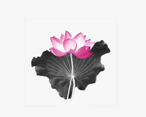 开光道场莲花免抠