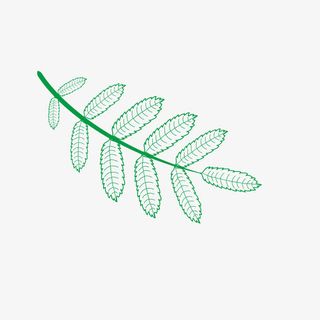 绿色矢量叶子免抠