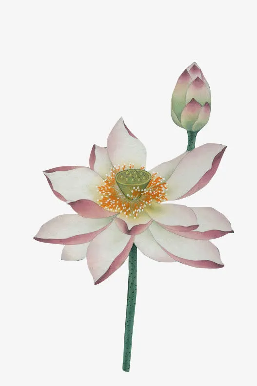 荷花免抠