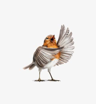 唱歌的小鸟免抠装饰动物元素