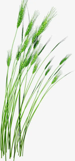 绿色小麦免抠