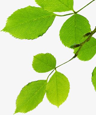 春天树叶树枝免抠